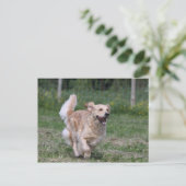 Goldener Retriever läuft 1 Postkarte (Stehend Vorderseite)