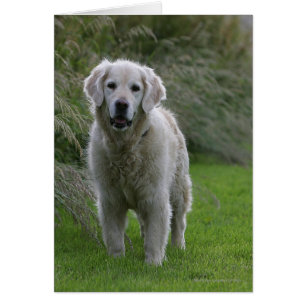 Goldener Retriever läuft 2