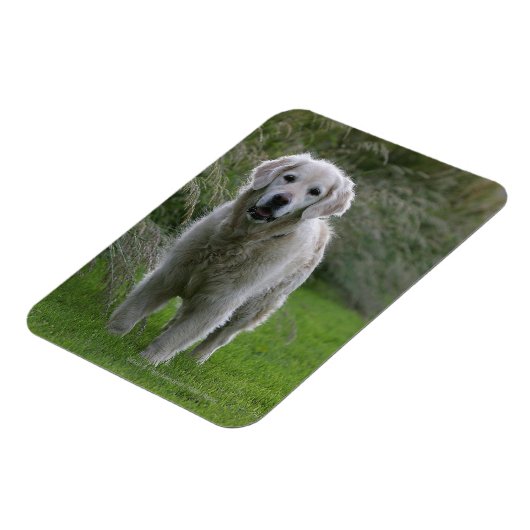Goldener Retriever läuft 2 Magnet (Linke Seite)
