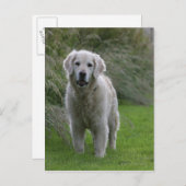 Goldener Retriever läuft 2 Postkarte (Vorne/Hinten)