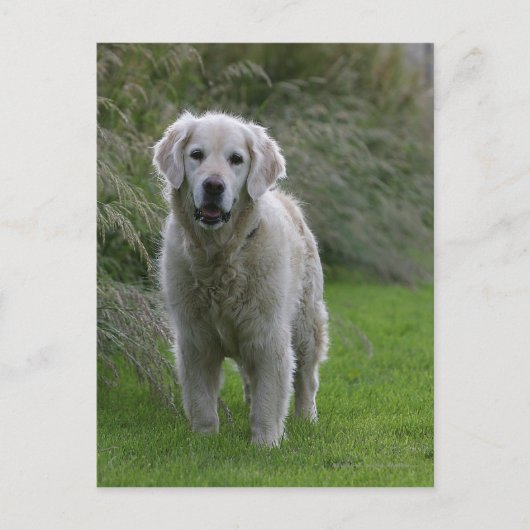 Goldener Retriever läuft 2 Postkarte (Vorderseite)