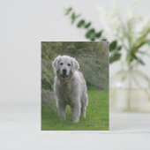 Goldener Retriever läuft 2 Postkarte (Stehend Vorderseite)