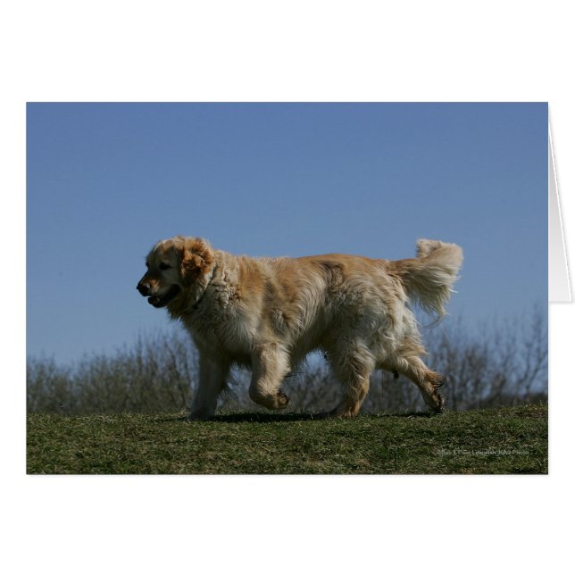 Goldener Retriever läuft 3 (Vorderseite (Horizontal))