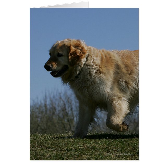 Goldener Retriever läuft 3 (Vorne)