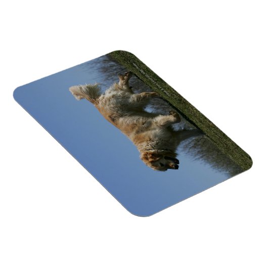 Goldener Retriever läuft 3 Magnet (Rechte Seite)