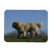 Goldener Retriever läuft 3 Magnet (Horizontal)