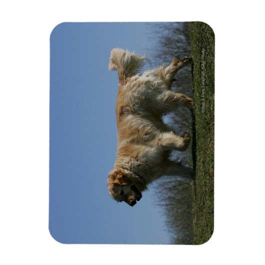 Goldener Retriever läuft 3 Magnet (Vertikal)