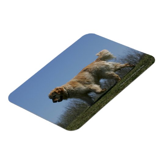 Goldener Retriever läuft 3 Magnet (Linke Seite)