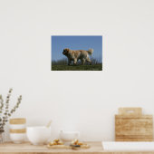 Goldener Retriever läuft 3 Poster (Küche)