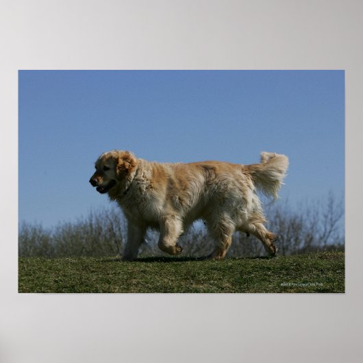 Goldener Retriever läuft 3 Poster (Vorne)