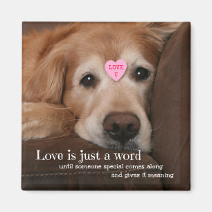 Goldener Retriever-Liebe ist gerade ein Magnet