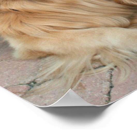 Goldener Retriever mit Baseballkappe Poster (Ecke)