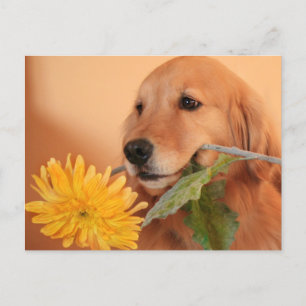 Goldener Retriever mit Blume Postkarte