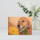 Goldener Retriever mit Blume Postkarte (Stehend Vorderseite)