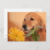 Goldener Retriever mit Blume Postkarte (Vorne/Hinten)