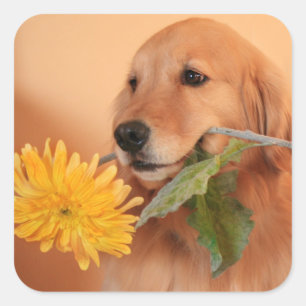 Goldener Retriever mit Blumen-Aufklebern Quadratischer Aufkleber