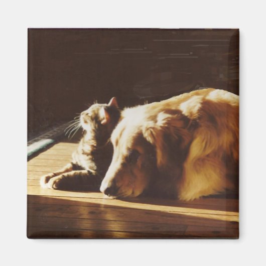 Goldener Retriever mit Cat Magnet (Vorne)