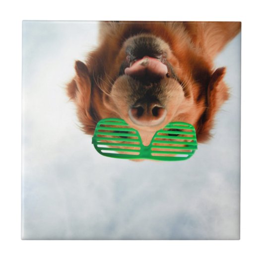 Goldener Retriever mit grüner Sonnenbrille Fliese (Vorderseite)