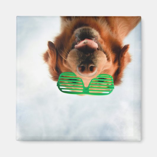 Goldener Retriever mit grüner Sonnenbrille Magnet (Vorne)