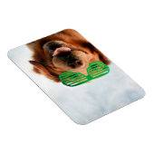 Goldener Retriever mit grüner Sonnenbrille Magnet (Rechte Seite)