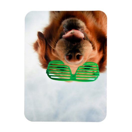 Goldener Retriever mit grüner Sonnenbrille Magnet (Vertikal)