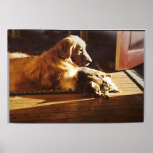 Goldener Retriever mit Katzenposter Poster