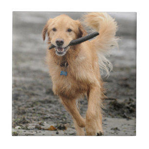 Goldener Retriever mit Mundkiefer Fliese