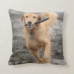 Goldener Retriever mit Mundkiefer Kissen