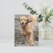 Goldener Retriever mit Mundkiefer Postkarte (Stehend Vorderseite)
