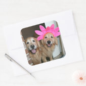 Goldener Retriever mit rosa Blume Headband Quadratischer Aufkleber (Umschlag)