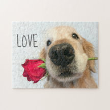 Goldener Retriever mit Rote Rose Valentine Liebe