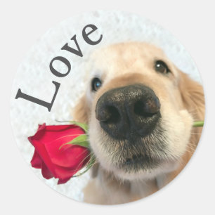 Goldener Retriever mit Rote Rosevalentine-Liebe Runder Aufkleber