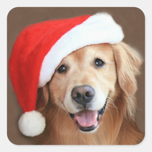 Goldener Retriever mit Weihnachtsmannmütze Quadratischer Aufkleber (Vorderseite)