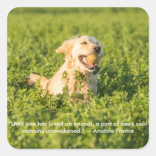 Goldener Retriever mit Zitat Quadratischer Aufkleber (Vorderseite)