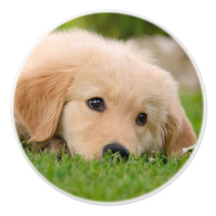 Goldener Retriever-niedlicher Welpe, der - Keramikknauf