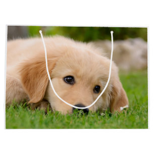 Goldener Retriever-niedlicher Welpe, der Porträt Große Geschenktüte