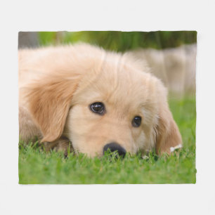 Goldener Retriever-niedliches Welpen-Träumen, coz Fleecedecke