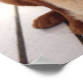 Goldener Retriever Poster (Ecke)