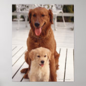 Goldener Retriever Poster (Vorne)