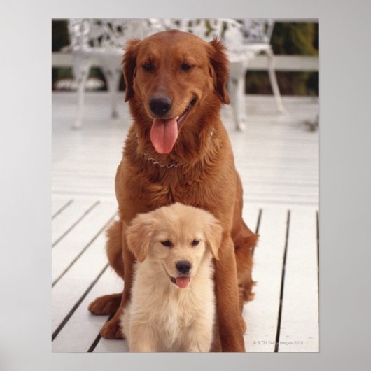 Goldener Retriever Poster (Vorne)