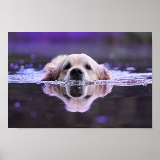 Goldener Retriever Poster (Vorne)