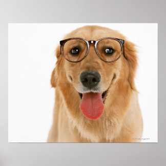 Goldener Retriever Poster