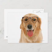 Goldener Retriever Postkarte (Vorne/Hinten)