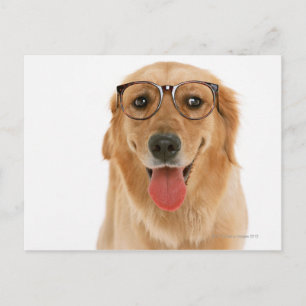 Goldener Retriever Postkarte