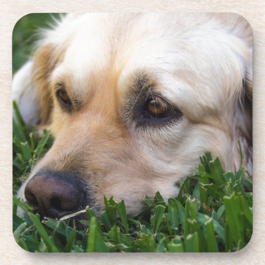 Goldener Retriever-Untersetzer Getränkeuntersetzer (Vorderseite)