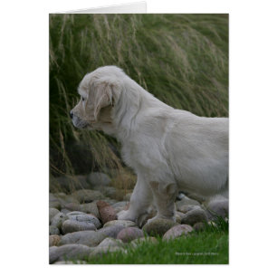 Goldener Retriever-Welpe stehend