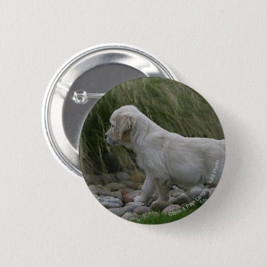 Goldener Retriever-Welpe stehend Button (Vorne & Hinten)