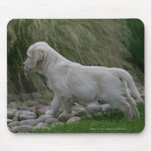 Goldener Retriever-Welpe stehend Mousepad