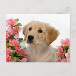 Goldener Retriever-Welpe und rosa Blumen Postkarte