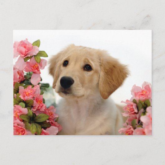 Goldener Retriever-Welpe und rosa Blumen Postkarte (Vorderseite)